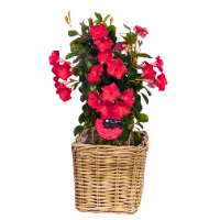 Sundaville rood klein